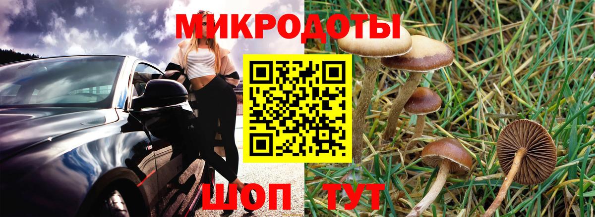Тимашёвск  Галлюциногенные грибы Psilocybine cubensis  Вход с VPN 